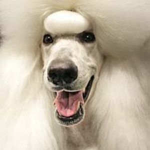 Meet your Posher, Caryn